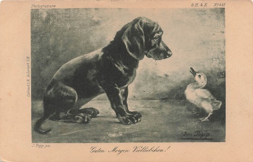 Teckel avec petit - , canard