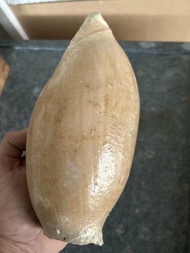 Gros coquillage 25cm - gros,