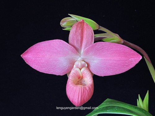 Phragmipedium super nova - super,