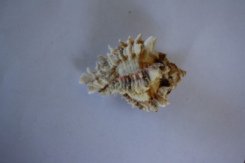 Coquillage collection - coquillage, de