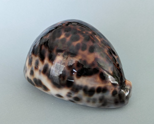 Cypraea tigris mm - tigris,