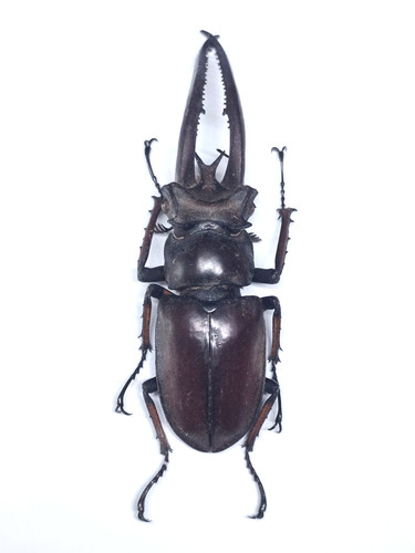 Lucanidae lucanus planeti - lucanidae,