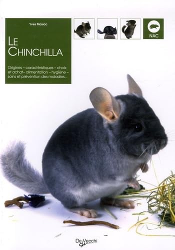 Chinchilla masiac yves - chinchilla,
