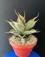 Magnifique Agave Titanota "Longhorn" Cactus Caudex Succulente Plante