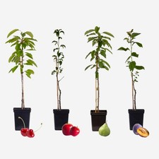 Arbres fruitiers -  x4 -