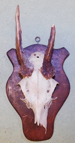 Ancien trophee chasse - de,