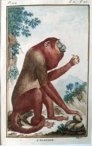 Gravure ancienne singe