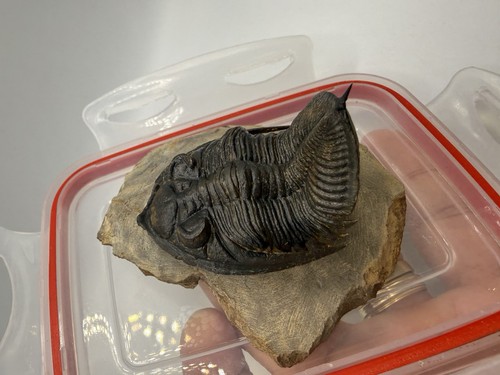 Zlichovaspis trilobite - zlichovaspis, 3d