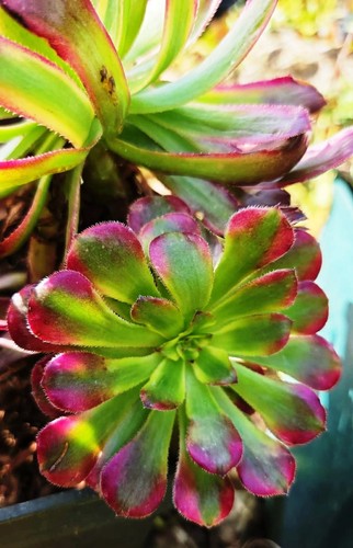 Aptenia succulentes rares - aptenia,