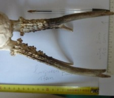 cerf    -   cervidé  - tête