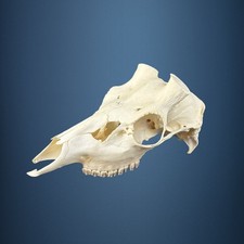 587KU Crane de cerf, bois de