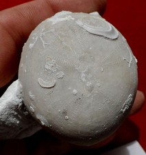 OURSIN FOSSILE CRÉTACÉ DE SEINE-MARITIME , ECHINOCORYS