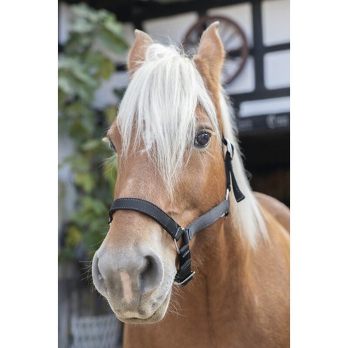 Licol norton cheval trait - norton,
