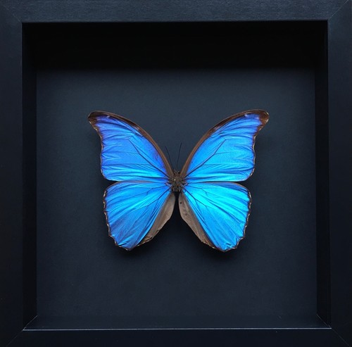 Véritable papillon morpho - papillon,