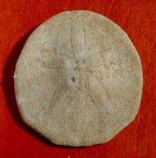 OURSIN FOSSILE ÉOCÈNE DE