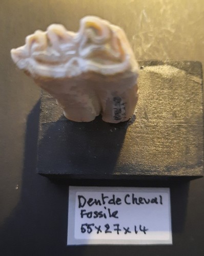 Collections fossile dent - dent, de