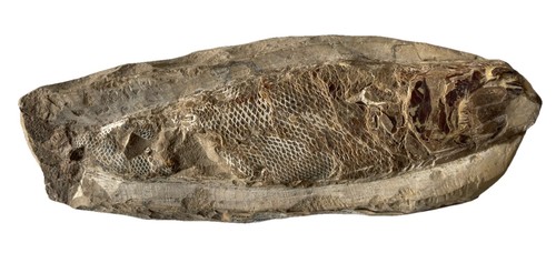 Poisson fossile nord - du,