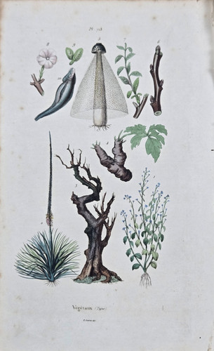 Gravure aquarellée xixe - aquarellée,