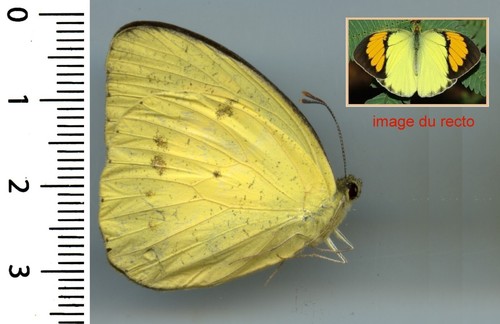 Pieridae ixias pyrene - pieridae,