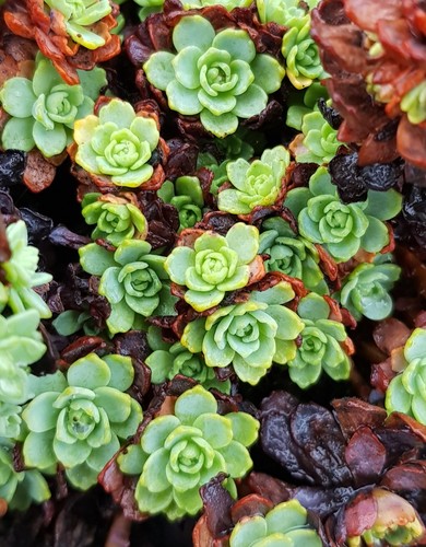 Sedum pachyclados orpin - sedum,