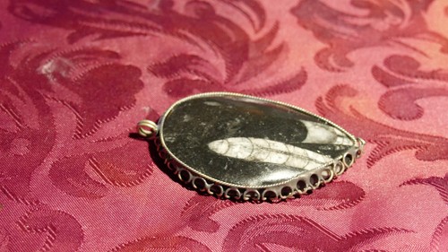 Collection mollusque fossile - mollusque, /