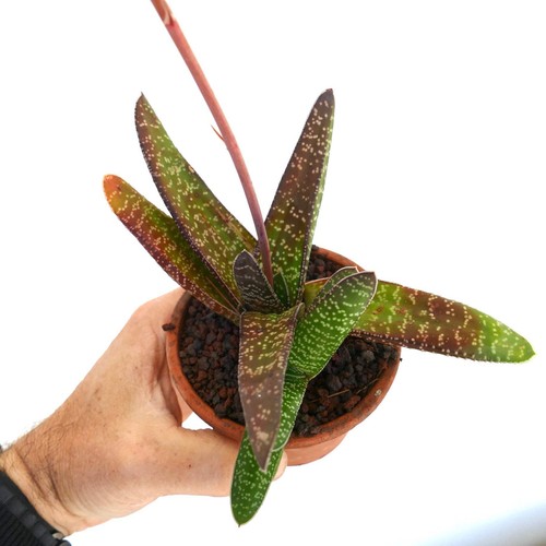 Gasteria carinata exotica - ex.,