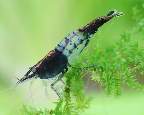 Lot crevettes carbon - 10,