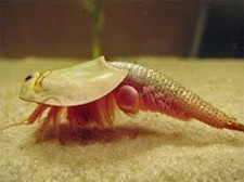 Triops Longicaudatus Tadpole