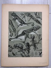 1x Planche de MATHURIN MEHEUT