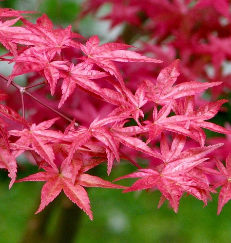 Acer palmatum 赤い火山 - palmatum,
