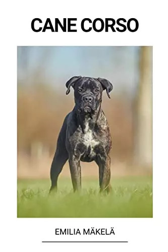 Cane corso - corso, (finnish