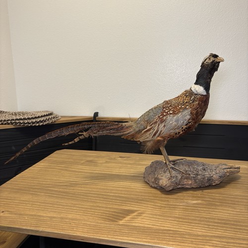 Taxidermy ringneck pheasant - taxidermy,