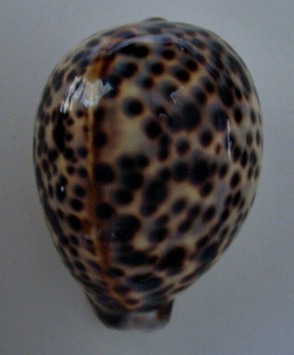 Cypraea tigris lyncichroa - tigris,