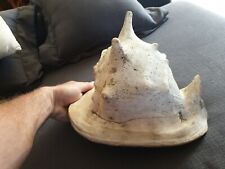 COQUILLAGE LAMBI DES BAHAMAS CONQUE OU LABATUS GIGAS 30 CM PAR 23 ANCIEN 