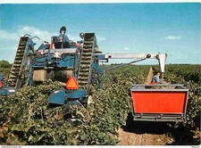 Vignes - Domaines viticoles des Sahns du Midi - Listel vin des sables - Machine