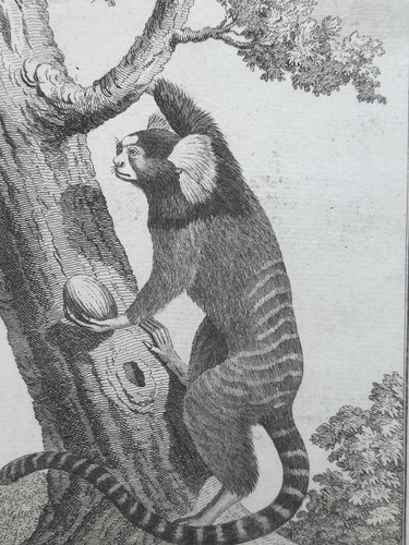 Ouistiti singe gravure - singe,