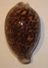 Cypraea Pantherina F+++ 69,3mm 2005 Djibouti