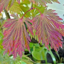 10 Graines de Acer Japonicum Aconitifolium, Érable du Japon à feuilles d'Aconit