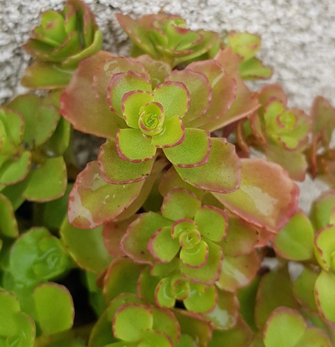 Sedum spurium orpin bâtard - sedum,