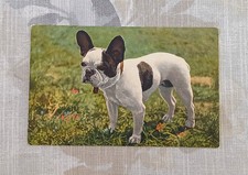 Carte Postale Ancienne Chien Bouledogue Français Édition Stehli Années 1950