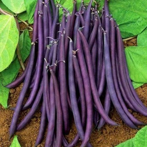 130 graines haricot violet - -,