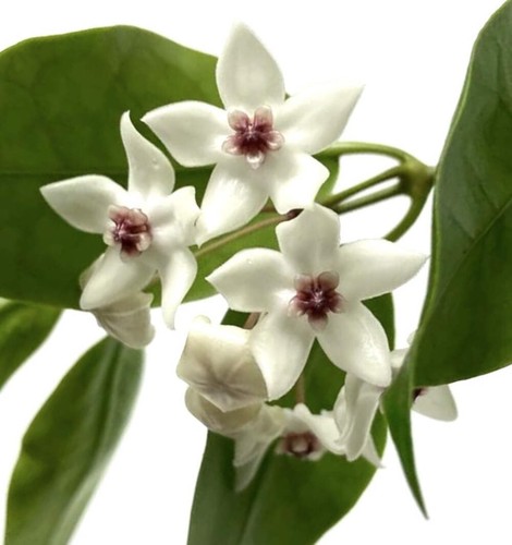 Hoya paziae 15cm - |,