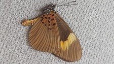 insecte entomology lepidoptere