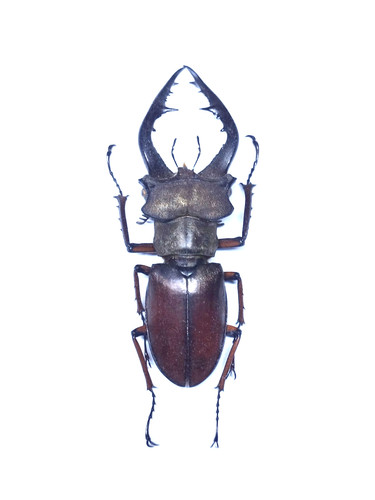 Lucanus gradivus vietnam - lucanus,