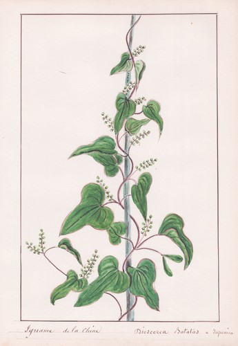 Dioscorea batatas yamswurzel - dioscorea,