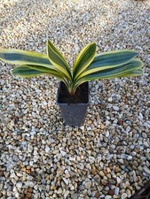 Clivia Miniata  "Fukurin" ( Rare plant !!! ) Racines nues/Bare root 