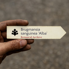 Brugmansia sanguinea alba - brugmansia,