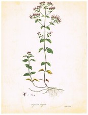 ORIGAN - PLANCHE BOTANIQUE /