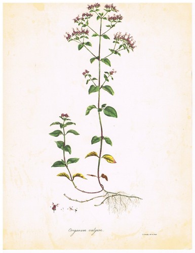 Origan planche botanique - planche, /