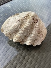 COQUILLAGE BENITIER BIVALVE